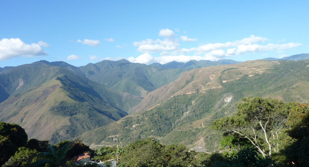 Coca plantations in the Yungas of La Paz. Photo by Sara Shahriari.
