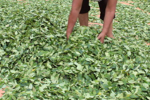 Coca is dried in the sun in Caranavi, La Paz. Photo by Sara Shahriari. 
